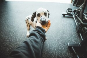 Pet Insurance: What You Need to Know