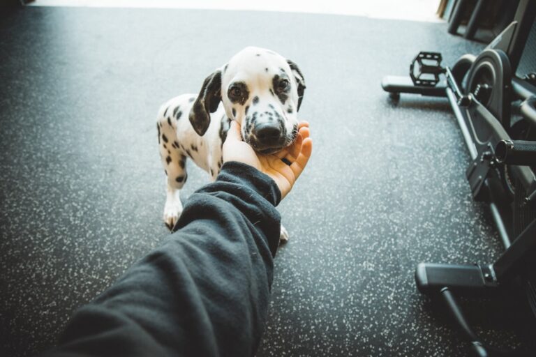 Pet Insurance: What You Need to Know